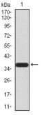 JHDM1B antibody, NBP2-52467, Novus Biologicals, Western Blot image 