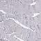 BCL2 Associated Athanogene 5 antibody, PA5-53419, Invitrogen Antibodies, Immunohistochemistry frozen image 