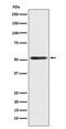 Signal Recognition Particle 54 antibody, M06189-1, Boster Biological Technology, Western Blot image 