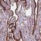 Folliculin Interacting Protein 1 antibody, HPA071213, Atlas Antibodies, Immunohistochemistry frozen image 