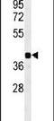 Retinal G Protein Coupled Receptor antibody, PA5-26892, Invitrogen Antibodies, Western Blot image 