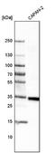 Platelet receptor Gi24 antibody, NBP2-59030, Novus Biologicals, Western Blot image 