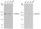 SWI/SNF Related, Matrix Associated, Actin Dependent Regulator Of Chromatin, Subfamily A, Member 2 antibody, PA5-78170, Invitrogen Antibodies, Western Blot image 