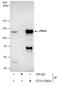 PMS1 Homolog 2, Mismatch Repair System Component antibody, GTX113804, GeneTex, Immunoprecipitation image 