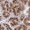 Transmembrane 9 Superfamily Member 1 antibody, NBP2-32445, Novus Biologicals, Immunohistochemistry frozen image 