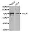 Mesothelin antibody, LS-C334542, Lifespan Biosciences, Western Blot image 