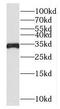 Mitochondrial Carrier 2 antibody, FNab05392, FineTest, Western Blot image 