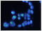Nucleophosmin 1 antibody, GTX57613, GeneTex, Immunocytochemistry image 