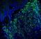 Melan-A antibody, NBP2-33148, Novus Biologicals, Immunohistochemistry frozen image 
