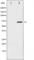 Paxillin antibody, abx011422, Abbexa, Western Blot image 