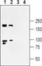 SH3 And Multiple Ankyrin Repeat Domains 3 antibody, PA5-77701, Invitrogen Antibodies, Western Blot image 