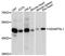 ADAMTS Like 1 antibody, A8073, ABclonal Technology, Western Blot image 