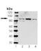 STAT3 antibody, ADI-905-756-100, Enzo Life Sciences, Western Blot image 