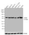 CAMP Responsive Element Binding Protein 1 antibody, 35-0900, Invitrogen Antibodies, Western Blot image 