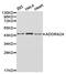 Adenosine A2a Receptor antibody, LS-C192684, Lifespan Biosciences, Western Blot image 