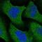 Nuclear Receptor Binding Protein 2 antibody, NBP2-58227, Novus Biologicals, Immunofluorescence image 