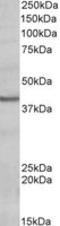 POU Class 4 Homeobox 3 antibody, LS-C139587, Lifespan Biosciences, Western Blot image 