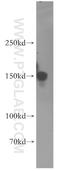 Tight Junction Protein 2 antibody, 18900-1-AP, Proteintech Group, Western Blot image 