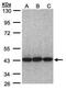 Eukaryotic Translation Initiation Factor 3 Subunit H antibody, PA5-28516, Invitrogen Antibodies, Western Blot image 