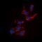 Collagen Type XVIII Alpha 1 Chain antibody, orb393249, Biorbyt, Immunocytochemistry image 