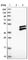 RWD Domain Containing 2B antibody, HPA018316, Atlas Antibodies, Western Blot image 