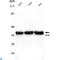 GAPDH antibody, LS-C812974, Lifespan Biosciences, Western Blot image 