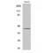 Proteasome 26S Subunit, ATPase 6 antibody, LS-C385648, Lifespan Biosciences, Western Blot image 