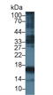Collagen Type III Alpha 1 Chain antibody, abx132020, Abbexa, Western Blot image 