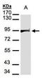 Heat Shock Protein 90 Alpha Family Class B Member 1 antibody, PA5-27410, Invitrogen Antibodies, Western Blot image 