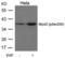 Myogenic Differentiation 1 antibody, PA5-37655, Invitrogen Antibodies, Western Blot image 