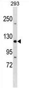 Tight Junction Protein 3 antibody, AP54262PU-N, Origene, Western Blot image 