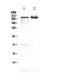 MAP2 antibody, PA5-79625, Invitrogen Antibodies, Western Blot image 