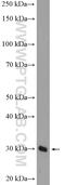 CPX Chromosome Region Candidate 1 antibody, 26005-1-AP, Proteintech Group, Western Blot image 