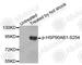 Heat Shock Protein 90 Alpha Family Class B Member 1 antibody, AP0203, ABclonal Technology, Western Blot image 