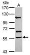 Activin A Receptor Type 2B antibody, PA5-28231, Invitrogen Antibodies, Western Blot image 