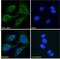 GPR antibody, 42-675, ProSci, Enzyme Linked Immunosorbent Assay image 