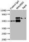 MAGE Family Member D2 antibody, LS-C398295, Lifespan Biosciences, Immunoprecipitation image 