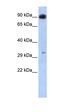 Pancreas Associated Transcription Factor 1a antibody, orb329666, Biorbyt, Western Blot image 