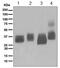 Tetherin antibody, TA310217, Origene, Western Blot image 