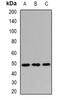 Transmembrane Protein 184A antibody, abx141434, Abbexa, Western Blot image 