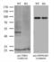 Thyroid Hormone Receptor Alpha antibody, LS-C790521, Lifespan Biosciences, Western Blot image 