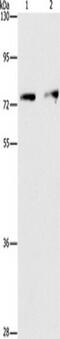 Integrator Complex Subunit 10 antibody, TA349543, Origene, Western Blot image 