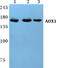 Ro antibody, A02144-2, Boster Biological Technology, Western Blot image 
