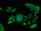Fibrinogen Gamma Chain antibody, CSB-PA008651LA01HU, Cusabio, Immunofluorescence image 