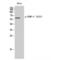 Dihydropyrimidinase Like 2 antibody, LS-C381107, Lifespan Biosciences, Western Blot image 