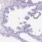 PHD Finger Protein 7 antibody, PA5-64438, Invitrogen Antibodies, Immunohistochemistry frozen image 