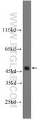 TNF Receptor Superfamily Member 10a antibody, 24063-1-AP, Proteintech Group, Western Blot image 