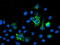 NGG1 Interacting Factor 3 Like 1 antibody, LS-C173391, Lifespan Biosciences, Immunofluorescence image 