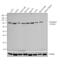 Tyrosinase antibody, MA5-14177, Invitrogen Antibodies, Western Blot image 