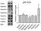 Acidic Nuclear Phosphoprotein 32 Family Member A antibody, A03625-1, Boster Biological Technology, Western Blot image 